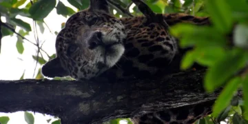 É mais provável morrer devido a um ataque de cachorro do que de onça-pintada - Foto: Carlos Durigan/Reserva Mamirauá