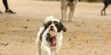 Seu bichinho de estimação agora pode ter RG Animal - Imagem: Rovena Rosa/Agência Brasil