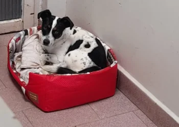 Cão Tokinho se torna símbolo de avanço nos direitos dos animais no Brasil - Imagem: Divulgação/Redes Sociais