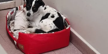 Cão Tokinho se torna símbolo de avanço nos direitos dos animais no Brasil - Imagem: Divulgação/Redes Sociais