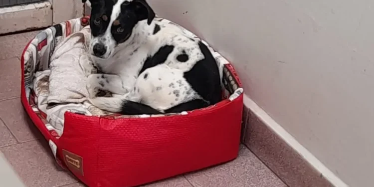 Cão Tokinho se torna símbolo de avanço nos direitos dos animais no Brasil - Imagem: Divulgação/Redes Sociais
