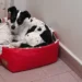 Cão Tokinho se torna símbolo de avanço nos direitos dos animais no Brasil - Imagem: Divulgação/Redes Sociais