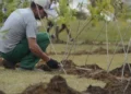 Plantas calmantes que você pode cultivar em casa - Foto: Tânia Rêgo/Agência Brasil; Agencia Brasil