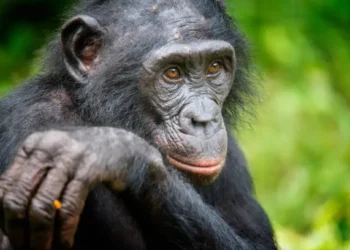 Bonobos - Reprodução/Unsplash