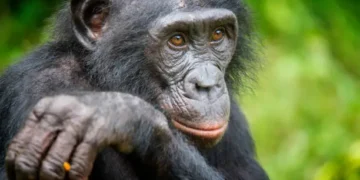 Bonobos - Reprodução/Unsplash
