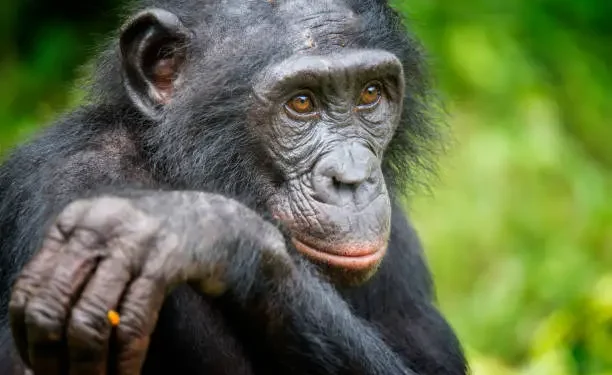 Bonobos - Reprodução/Unsplash