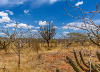 Caatinga - Reprodução/Unsplash