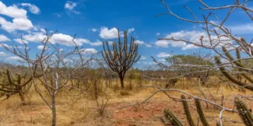 Caatinga - Reprodução/Unsplash