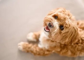 Cachorro - Reprodução/iStock