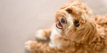 Cachorro - Reprodução/iStock