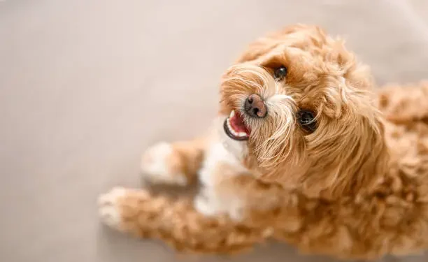 Cachorro - Reprodução/iStock