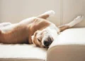 Cachorro dormindo de barriga pra cima - Reprodução/iStock