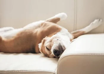 Cachorro dormindo de barriga pra cima - Reprodução/iStock