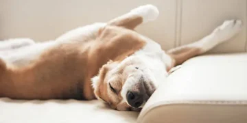 Cachorro dormindo de barriga pra cima - Reprodução/iStock