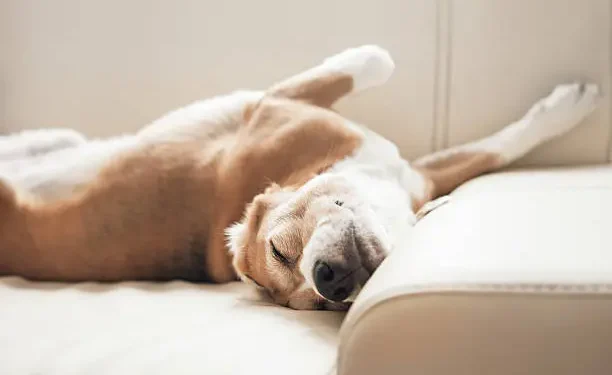 Cachorro dormindo de barriga pra cima - Reprodução/iStock