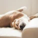 Cachorro dormindo de barriga pra cima - Reprodução/iStock