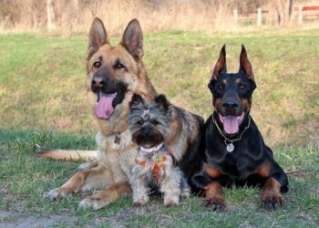Raças de cães que podem viver mais tempo sob seus cuidados - Imagem: Pixabay