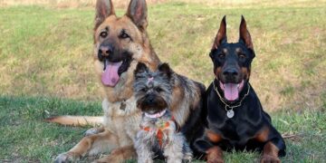 Raças de cães que podem viver mais tempo sob seus cuidados - Imagem: Pixabay