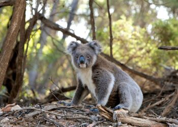 Austrália está usando helicópteros para matar coalas - Imagem: Pixabay