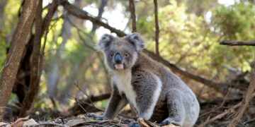 Austrália está usando helicópteros para matar coalas - Imagem: Pixabay