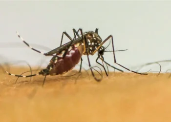 Duas pessoas morreram de dengue em Belo Horizonte - Foto:  Frame EBC/Agência Brasil