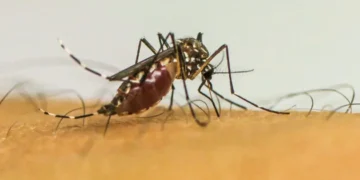 Duas pessoas morreram de dengue em Belo Horizonte - Foto:  Frame EBC/Agência Brasil