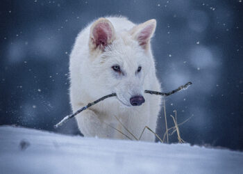Como funciona o processo de desextinção, que recriou lobo após 10 mil anos? - Imagem: Divulgação/Colossal Biosciences