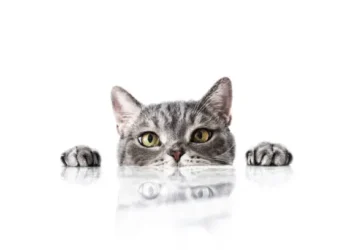 Gato - Reprodução/iStock