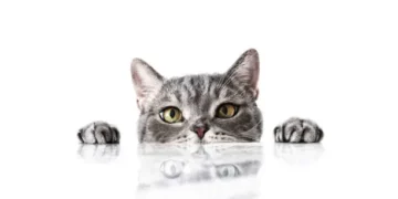 Gato - Reprodução/iStock