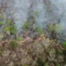 Pantanal - Reprodução/iStock