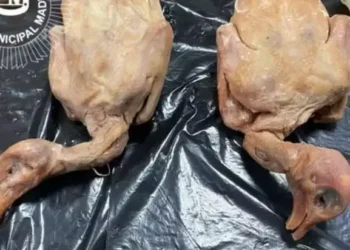 Pombo era vendido no lugar de pato em restaurante