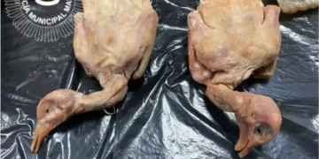 Pombo era vendido no lugar de pato em restaurante
