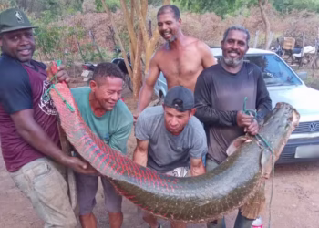 Peixes com mais de 70kg são encontrados na Bahia - Imagem: Reprodução/Redes Sociais