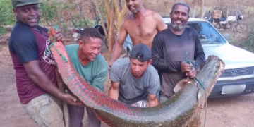 Peixes com mais de 70kg são encontrados na Bahia - Imagem: Reprodução/Redes Sociais