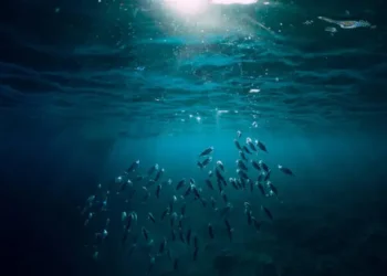 Peixes - Reprodução/iStock