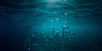 Peixes - Reprodução/iStock