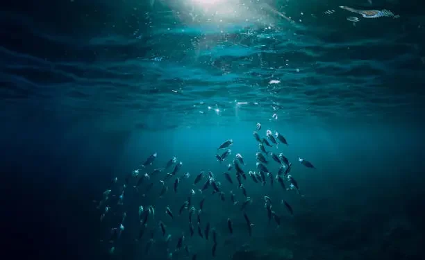 Peixes - Reprodução/iStock