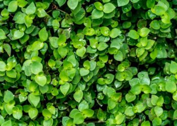 Leve prosperidade para sua casa com uma planta poderosa - Imagem: Pixabay