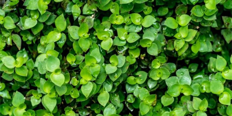 Leve prosperidade para sua casa com uma planta poderosa - Imagem: Pixabay