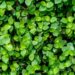 Leve prosperidade para sua casa com uma planta poderosa - Imagem: Pixabay