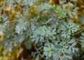 6 plantas para blindar seu lar de olho gordo dos vizinhos - Imagem: Pixabay