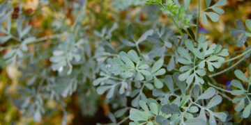 6 plantas para blindar seu lar de olho gordo dos vizinhos - Imagem: Pixabay