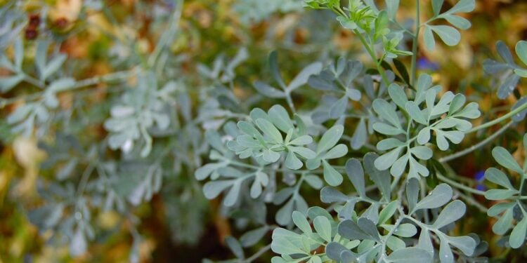 6 plantas para blindar seu lar de olho gordo dos vizinhos - Imagem: Pixabay