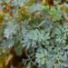 6 plantas para blindar seu lar de olho gordo dos vizinhos - Imagem: Pixabay