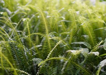 VÍDEO: paredes celulares estão sendo construídas por plantas - Pixabay