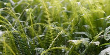 VÍDEO: paredes celulares estão sendo construídas por plantas - Pixabay