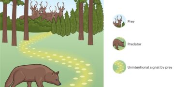 Seres vivos da natureza - Reprodução