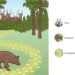 Seres vivos da natureza - Reprodução