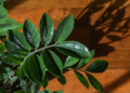 Quase 30 espécies de plantas resistentes ao calor são descobertas