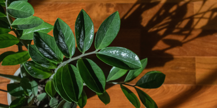 Quase 30 espécies de plantas resistentes ao calor são descobertas